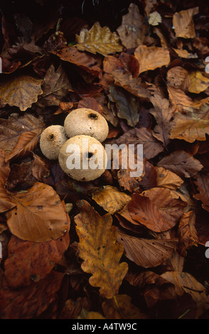 Vesse-de-commune dans le Lycoperdon perlatum New Forest Comté de Hampshire England UK Banque D'Images