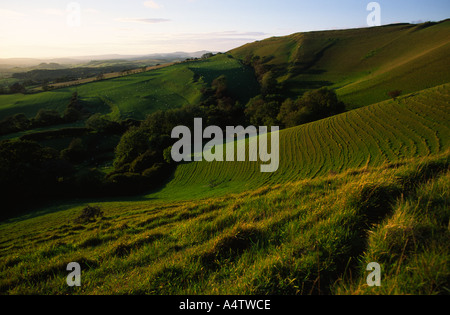 Eggardon Hill dans le comté de Dorset, Angleterre, Royaume-Uni Banque D'Images