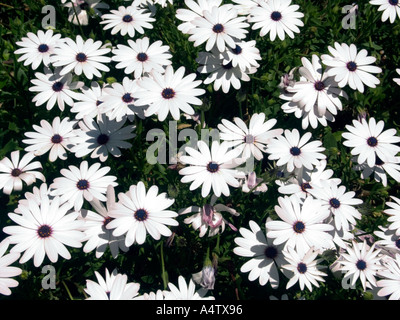 Daisy africains, Osteospermum Hort, fleur, blanc, pétale, pétales, aster, asteraceae, printemps, botanique, jardin botanique, jardin, jardinage, Banque D'Images