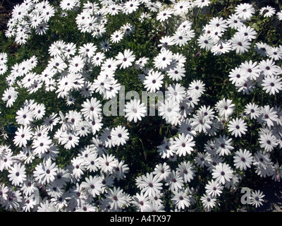 Tribunes de l'Afrique de l'Osteospermum pétale blanche fleur plante Hort asteraceae aster de printemps Mars en plein air à l'extérieur des pétales blanc Banque D'Images