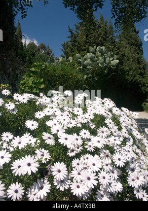 Daisy africains, Osteospermum Hort, fleur, blanc, pétale, pétales, aster, asteraceae, printemps, botanique, jardin botanique, jardin, jardinage, Banque D'Images