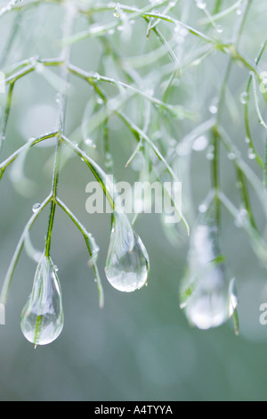 Gouttes de pluie sur les feuilles de fenouil Banque D'Images