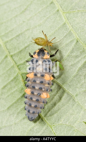 Septième place Coccinelle 'Coccinella 7-punctata' larve se nourrissant de 'Ma acrosiphum rosae' Banque D'Images