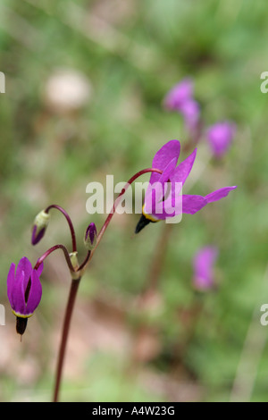 Henderson's shooting star Dodecatheon hendersonii Banque D'Images