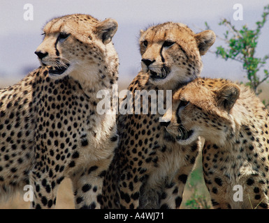 Trois frères guépards mâles adultes de la réserve nationale de Masai Mara au Kenya Afrique de l'Est Banque D'Images