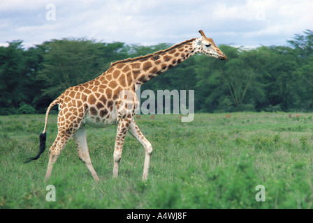 Rothschild s Girafes au Parc National du lac Nakuru Kenya Afrique de l'Est Banque D'Images