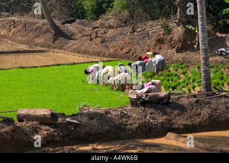 De nombreux sarcleuses de riz paddy sur champ vert Banque D'Images