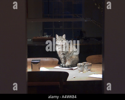 Chat assis sur une table Banque D'Images