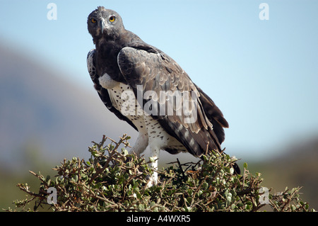 Aigle martial le plus grand des aigles africains parc national de Tsavo Ouest Kenya Banque D'Images