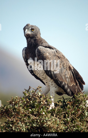 Le plus grand des aigles africains l'Aigle Martial dans le parc national de Tsavo Ouest Kenya Banque D'Images