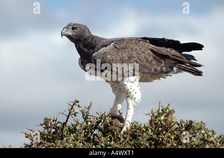 Un aigle Martial, le plus grand des aigles africains. Banque D'Images