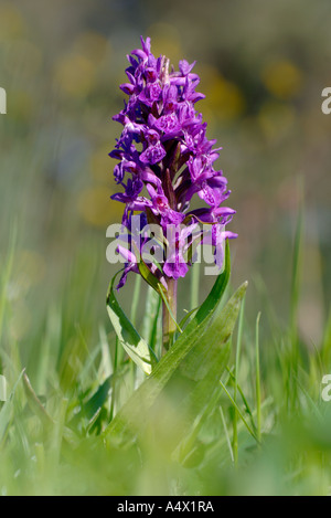 Close up of a northern marsh orchid Dactylorhiza praetermissa, en pleine floraison Banque D'Images