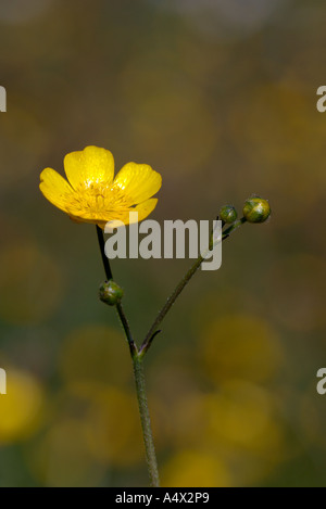 Sunlit portrait close up d'une prairie de fleurs renoncule kincraig Highlands en Écosse en juin Banque D'Images