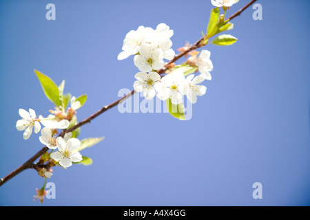 Cherry Orchard dans le comté de porte au Wisconsin Banque D'Images