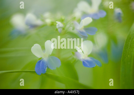 Blue Eyed Mary fleurs couvrir le sol de la forêt au parc d'état de l'Illinois Ville géant Banque D'Images