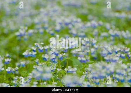 Blue Eyed Mary fleurs couvrir le sol de la forêt au parc d'état de l'Illinois Ville géant Banque D'Images