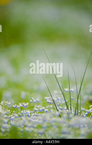 Blue Eyed Mary fleurs sauvages et oignon sauvage sur le sol de la forêt au parc d'état de l'Illinois Ville géant Banque D'Images