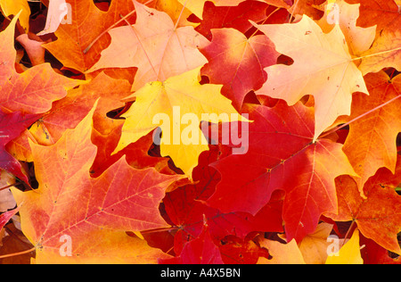 Feuilles d'érable rouge et jaune à l'automne l'Illinois Banque D'Images