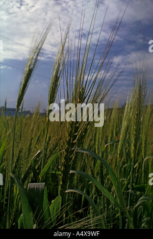 Champs de blé Banque D'Images