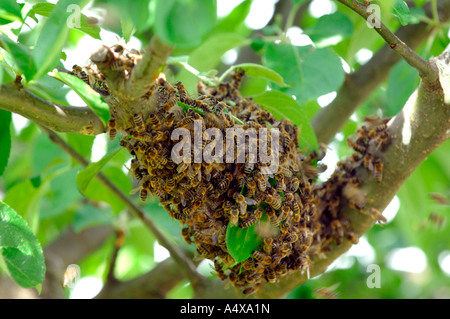 Un essaim sauvage d'abeilles à miel accroché sur un arbre entre les feuilles vertes Banque D'Images