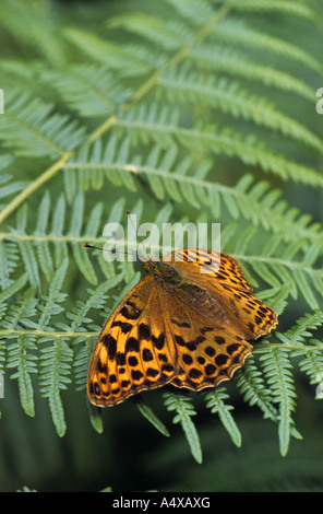 Lavé argent fritillary butterfly Argynnis paphia Banque D'Images