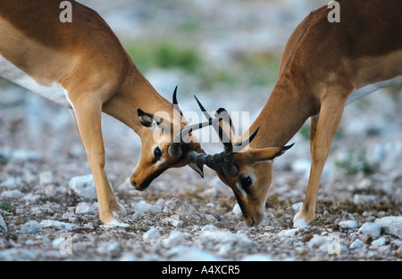 Black-faced Impala (Aepyceros melampus petersi, Aepyceros petersi), la lutte contre la Namibie, bucks, Etosha NP Banque D'Images