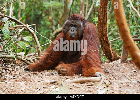 Orang-Utan (Pongo pygmaeus) dans le parc national de Tanjung Putting, Central-Kalimantan, Bornéo, Indonésie Banque D'Images