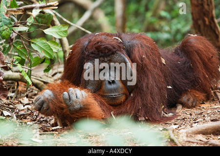 Orang-Utan (Pongo pygmaeus) dans le parc national de Tanjung Putting, Central-Kalimantan, Bornéo, Indonésie Banque D'Images