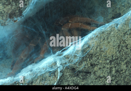 Citharischius crawshayi babouin (roi), individu derrière spider web Banque D'Images