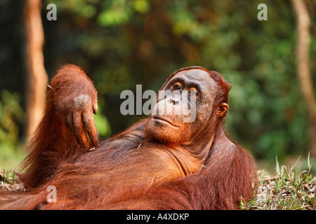 Orang-Utan (Pongo pygmaeus) dans le parc national de Tanjung Puting, Central-Kalimantan, Bornéo, Indonésie Banque D'Images