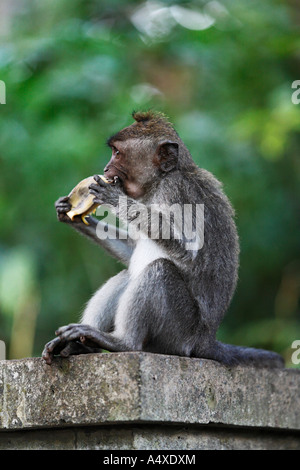 Manger du crabe Macaque (Macaca fascicularis) dans Monkeyforest, Ubud, Bali, Indonésie Banque D'Images