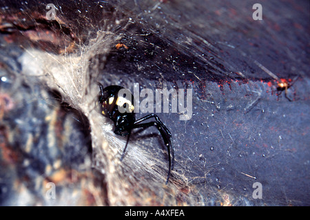 Araignée hermite africaine (Nephilingis cruentata) dans son réseau au Congo. Banque D'Images