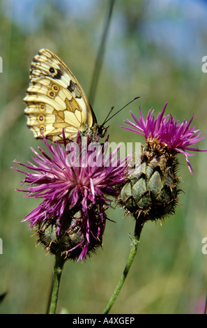 Perché sur un papillon fleur rose tête. Banque D'Images