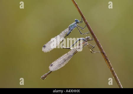 Emerald (Lestes sponsa) demoiselle Banque D'Images