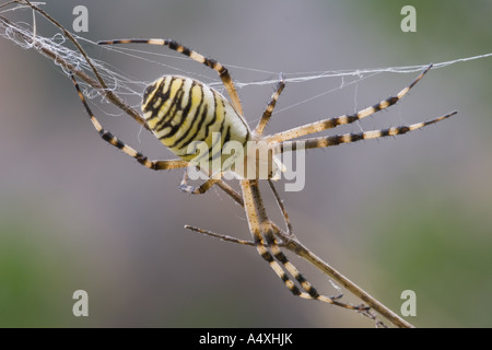 Spider Argiope bruennichi (WASP) Banque D'Images