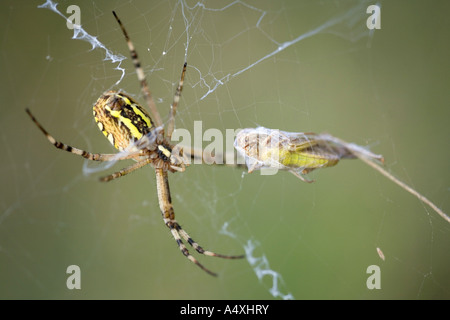 Spider Argiope bruennichi (WASP) Banque D'Images