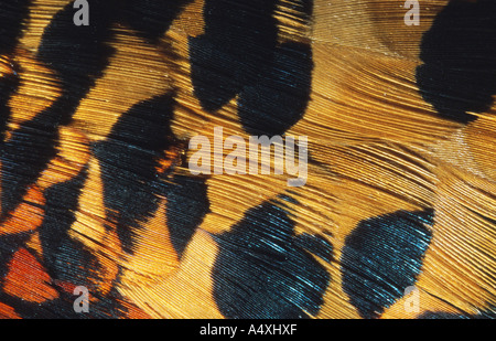 Le faisan commun (Phasianus colchicus), close-up de plumes Banque D'Images