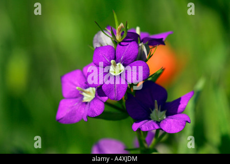 Vénus's looking glass (Legousia speculum-veneris) (Campanula speculum-veneris) Banque D'Images