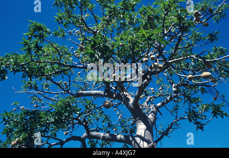 Baobab, pain de singe, singe tamarin, Arbre bouteille (Adansonia gregorii) Banque D'Images