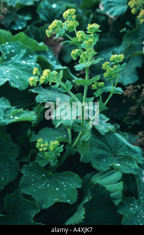 Lady's mantle-commune (Alchemilla vulgaris), la floraison, utilisé comme gargarisme et en cas d'intestin de catarrhe Banque D'Images