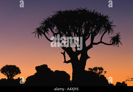 Kokerboom (Aloe dichotoma, quivertree), au coucher du soleil, de la Namibie, Keetmanshoop Banque D'Images