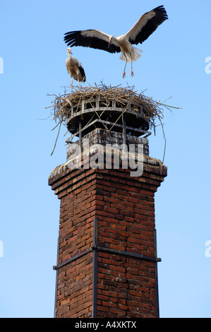 Couple de cigognes blanches (Ciconia ciconia) sur Free-standing cheminée Banque D'Images