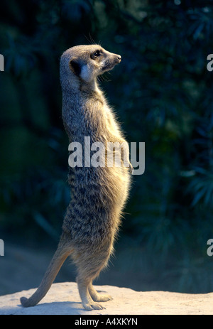 Meerkat (Suricata suricatta) Banque D'Images