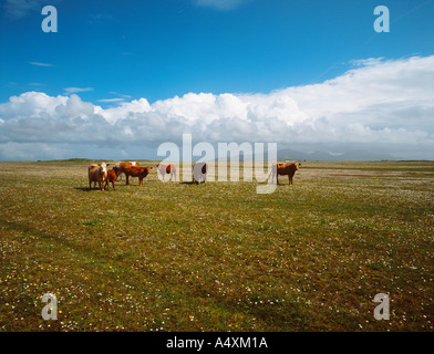 Le bétail sur des zones côtières des Hébrides de prairies ou de "machair" une Mhachair Aird South Uist Hébrides extérieures en Écosse de l'ouest Banque D'Images