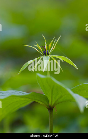 Herb Paris (Paris quadrifolia), forêt de Bavière, Allemagne Banque D'Images