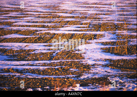 Début de la neige sur les champs de blé d'hiver l'hiver dans la vallée Gallatin Montana USA Banque D'Images