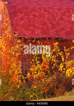 Vieille Grange rouge couvert de feuillage automne coloré automne Ohio USA Banque D'Images