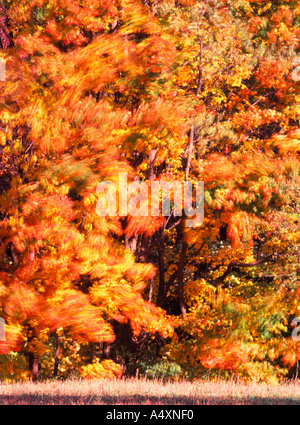 Tourbillon de feuilles dans le vent la couleur de l'automne dans une forêt mixte de feuillus automne à New York USA Banque D'Images