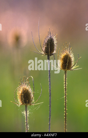 Cardère séchée graines fleurs araignées et toiles d'araignée Montana USA Banque D'Images