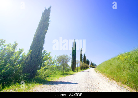 Route bordée de cyprès dans la région de Belvedere San Quirico d Orcia Toscane Italie Europe Banque D'Images